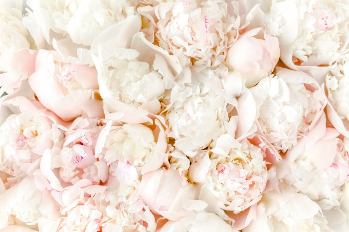 Papier peint  Fleurs de pivoines en fleurs en gros plan