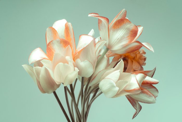 Papier peint  Fleurs de tulipes sur fond vert clair