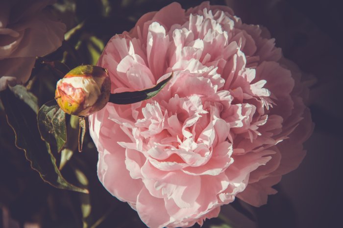 Papier peint  Fond floral avec des pivoines