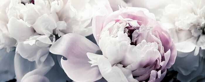 Papier peint  Boutons de pivoine rose pastel