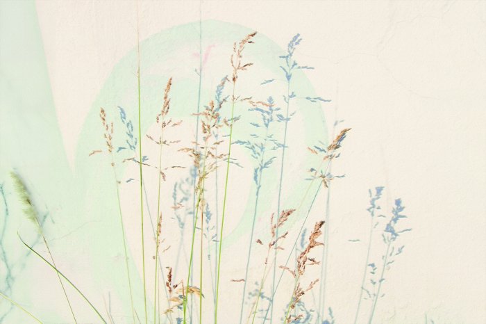 Papier peint  Herbes sauvages délicates sur un fond clair