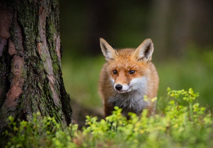 Papier peint  Renard près d'un arbre