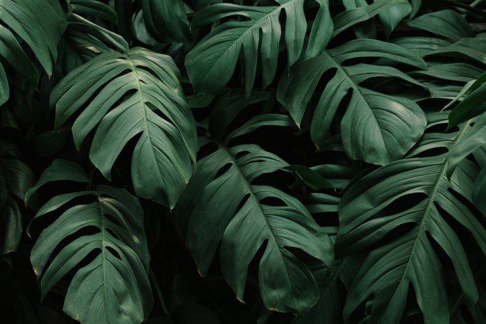 Papier peint  Grandes feuilles de monstera sur fond sombre