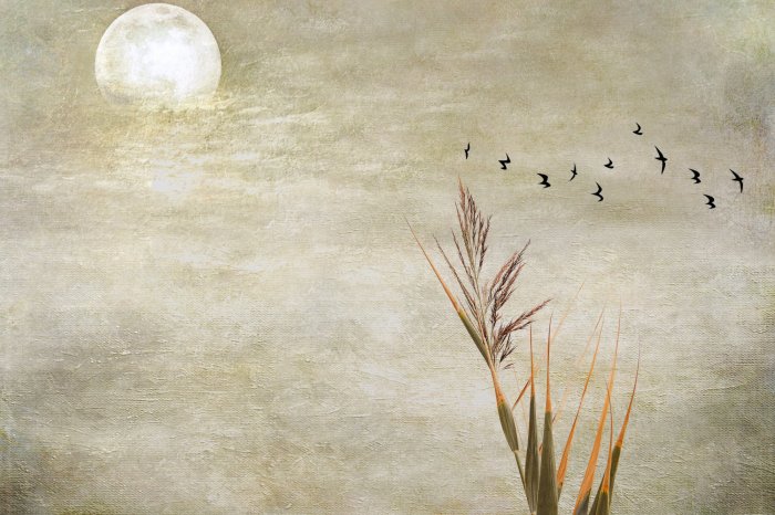 Papier peint  Pleine Lune, Oiseaux et Herbe sur un Fond en Béton