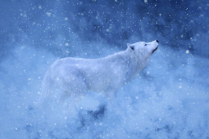 Papier peint  Loup blanc entouré d'un décor hivernal