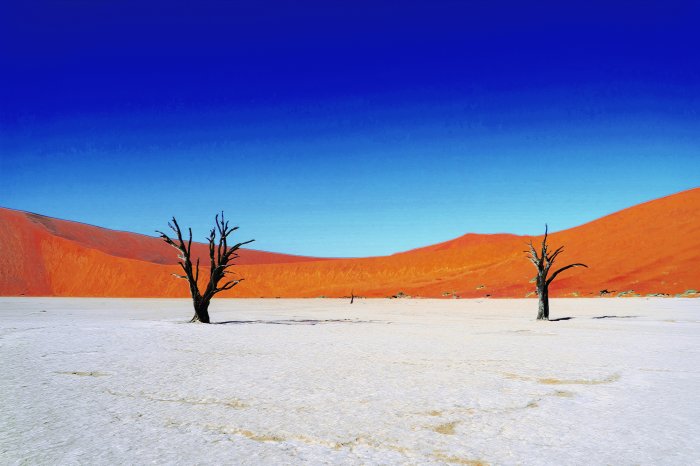 Papier peint  Arbres secs dans le désert avec des collines