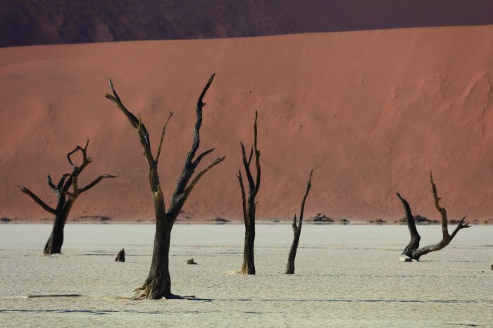 Papier peint  Arbres secs dans un désert sablonneux