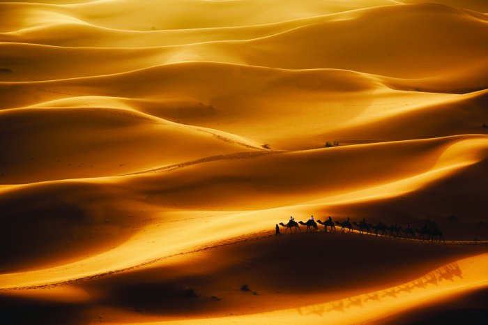 Papier peint  Chameaux marchant à travers un vaste désert