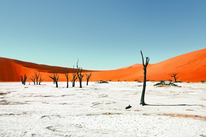 Papier peint  Arbres secs dans un désert sablonneux