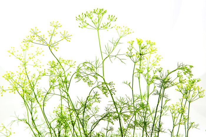 Papier peint  Prairie sauvage avec des plantes vertes