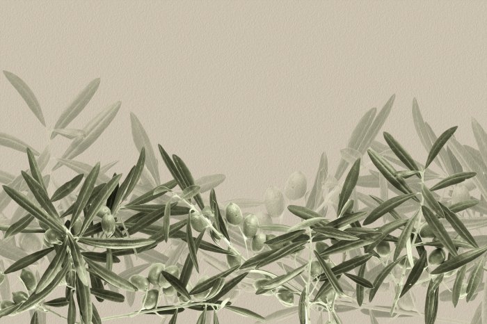 Papier peint  Branches d'olivier délicates sur fond clair