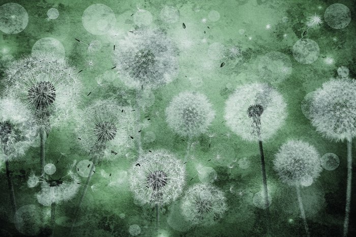 Papier peint  Pissenlits sur fond vert