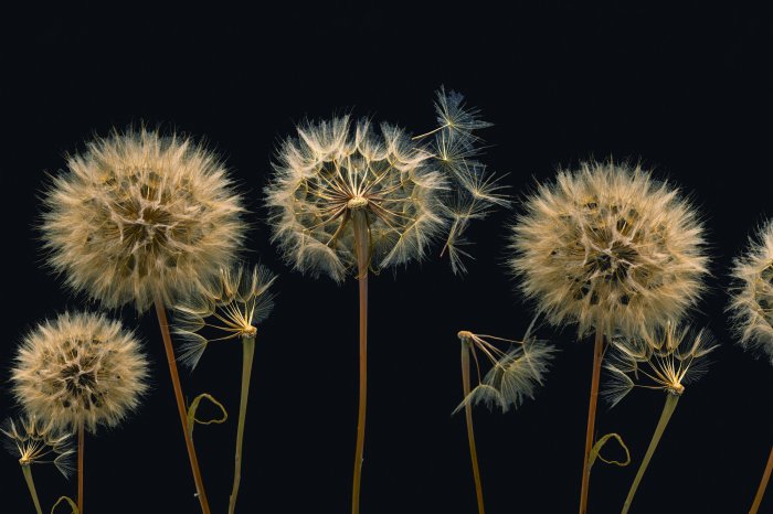 Papier peint  Pissenlits vus de près