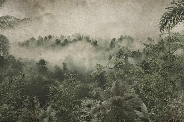 Papier peint  Giungla tropicale nella nebbia