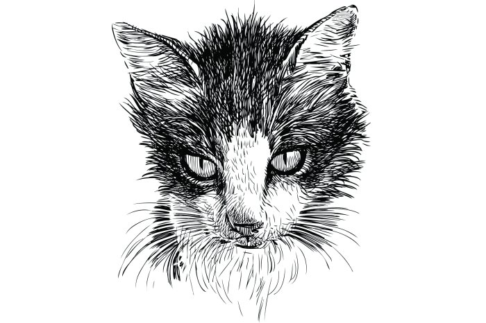 Papier peint  Croquis d'un chat noir et blanc