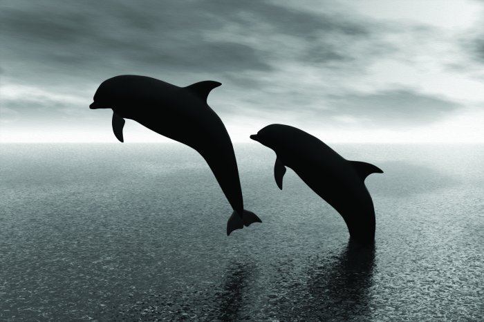 Papier peint  Photo en noir et blanc de dauphins sur fond d'eau