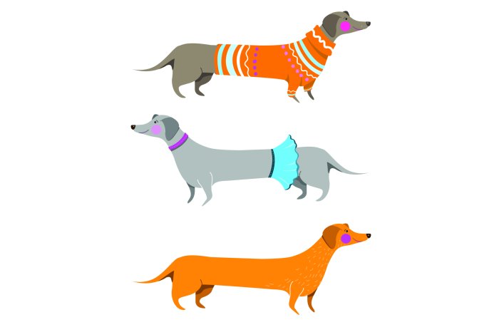 Papier peint  Teckels habillés sur fond blanc