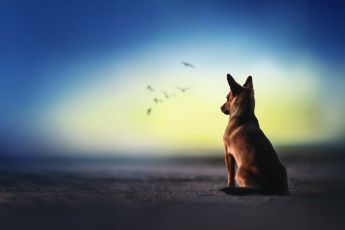 Papier peint  Grand chien sur la plage avec la mer en arrière-plan