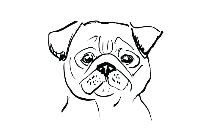 Papier peint  Portrait dessiné d’un chien carlin