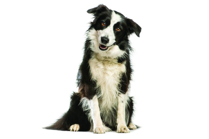 Papier peint  Chien Border Collie sur fond blanc
