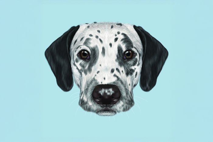 Papier peint  Chien dalmatien sur fond bleu