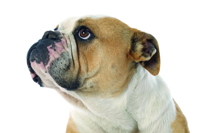 Papier peint  Bouledogue anglais sur fond blanc