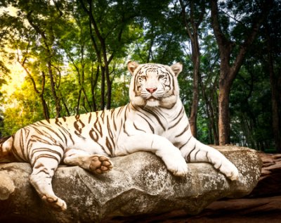 Papier peint  Young white bengal tiger in the act of relax on stone at natural forest