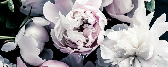 Papier peint  Pastel peony flowers as floral art background, botanical flatlay and luxury branding design
