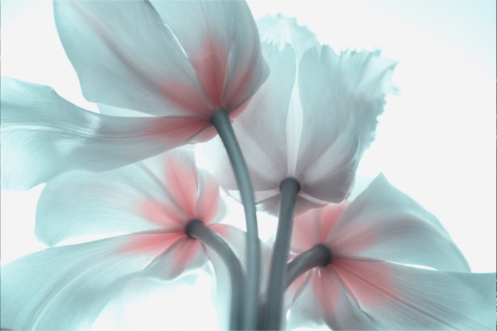 Papier peint  Tulipes 3D pastel