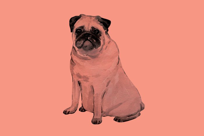Papier peint  Illustration de chien carlin style aquarelle sur fond corail