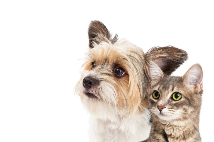 Papier peint  Portrait de chiot et chaton sur fond blanc