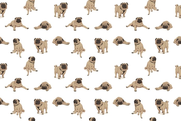 Papier peint  Chiens carlins amusants sur fond blanc illustration