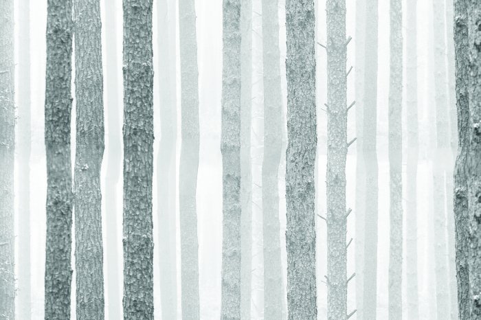 Papier peint  Forêt de bouleaux en tons gris