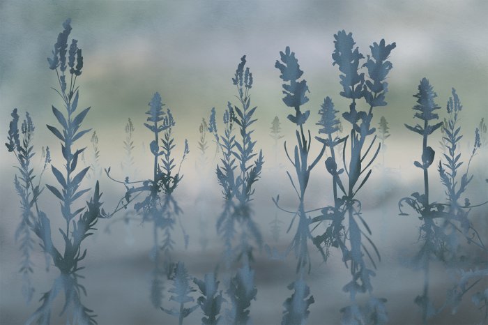 Papier peint  Fleurs de lavande dans un paysage brumeux illustration