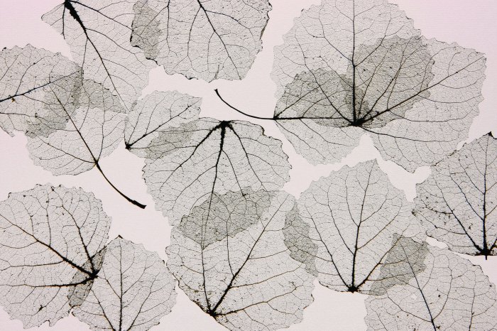 Papier peint  Abstraction des feuilles réfléchies sur le mur