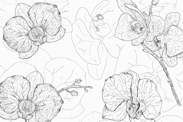 Papier peint  Croquis dessiné de fleurs d'orchidée