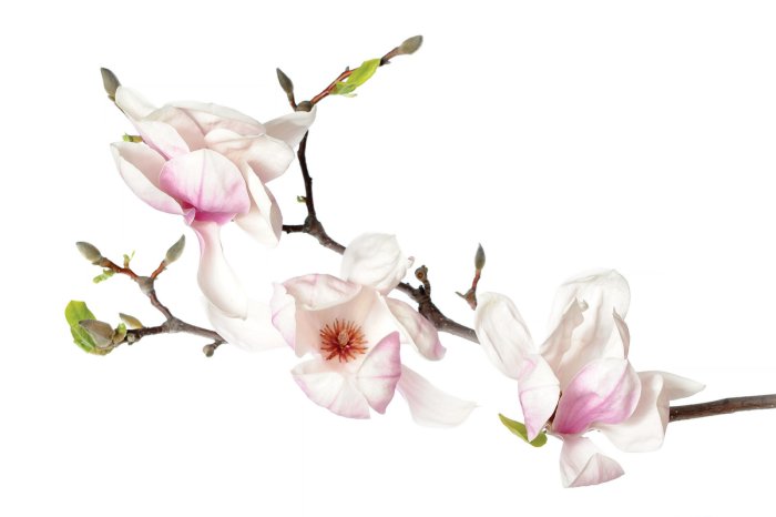 Papier peint  Tige d'orchidée avec des fleurs blanches