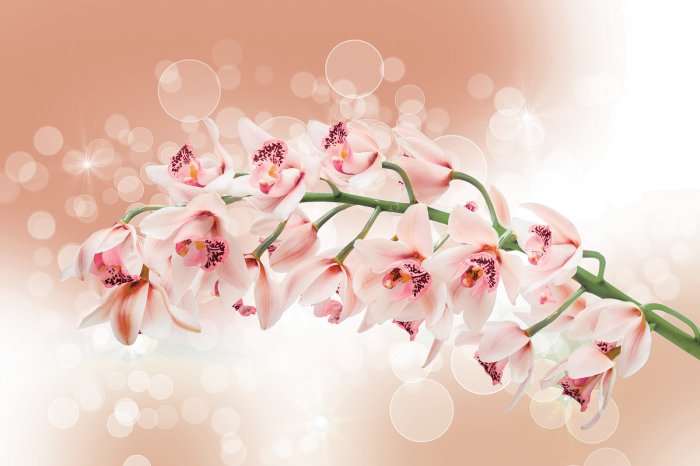 Papier peint  Branche avec des fleurs d'orchidée parmi des bulles