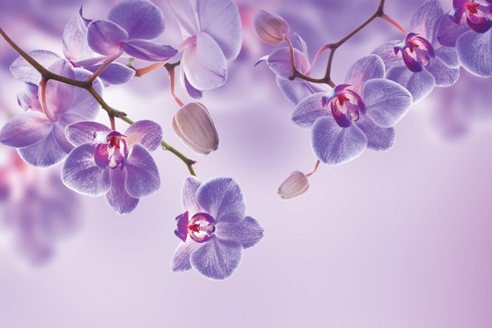 Papier peint  Orchidées violettes suspendues