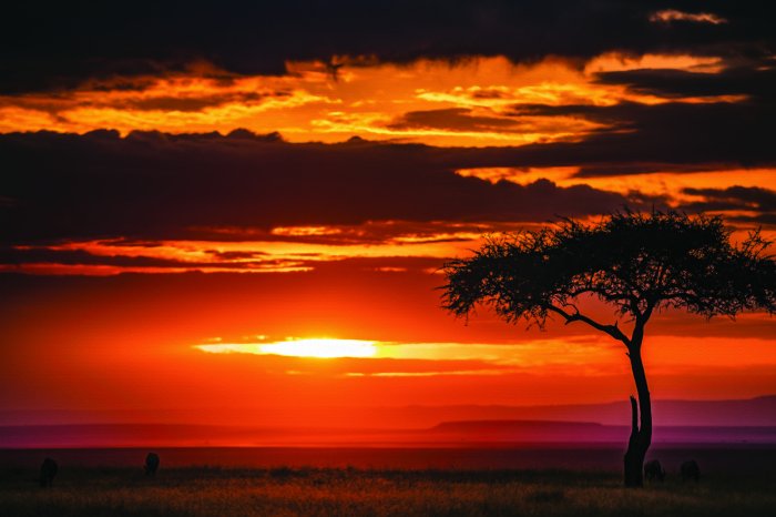 Papier peint  Coucher de soleil lors d’un safari paisible