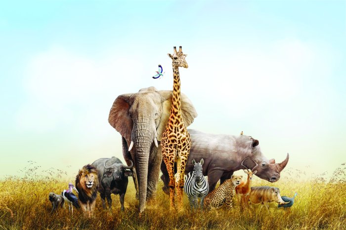 Papier peint  Animaux sauvages en safari