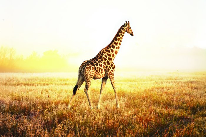 Papier peint  Girafe lors d'un safari ensoleillé