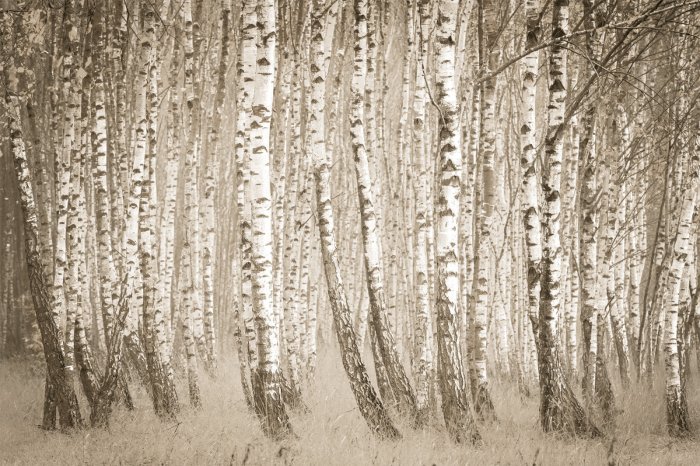 Papier peint  Forêt de bouleaux en tons sépia