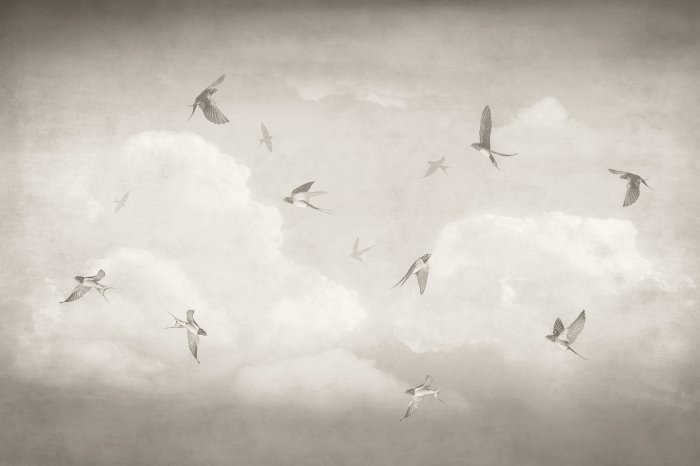 Papier peint  Ciel monochromatique avec des hirondelles en vol