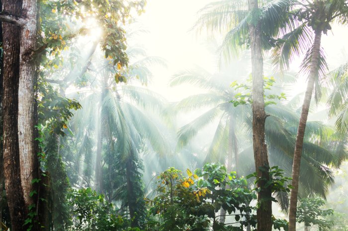 Papier peint  Paysage ensoleillé palmiers dans la jungle tropicale