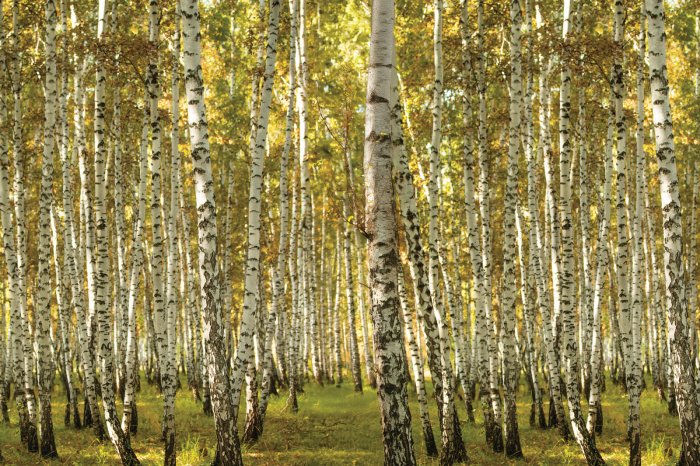 Papier peint  Paysage ensoleillé d’un bosquet de bouleaux