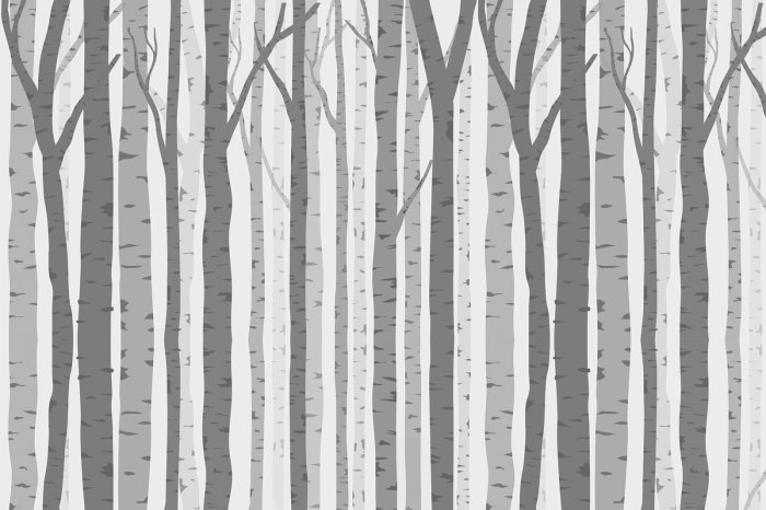 Papier peint  Arbres dans une forêt dense de bouleaux illustration