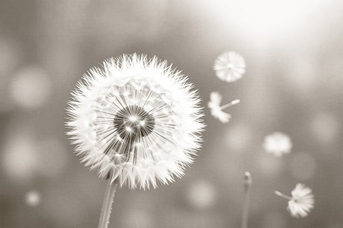 Papier peint  Pissenlit en gros plan sur fond flou