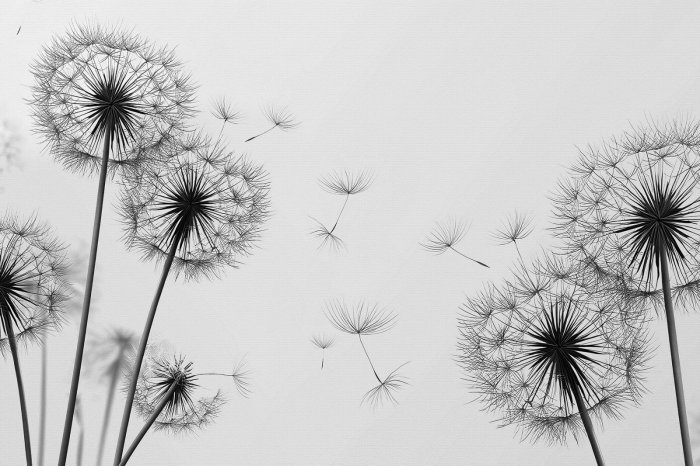 Papier peint  Pissenlits en noir et blanc graphique minimaliste