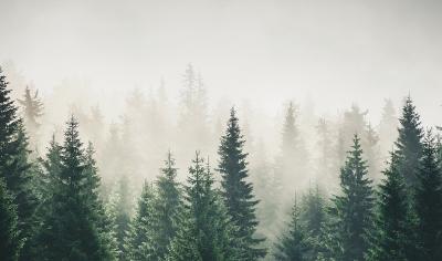 Sticker  Forêt de conifères vert foncé dans la brume